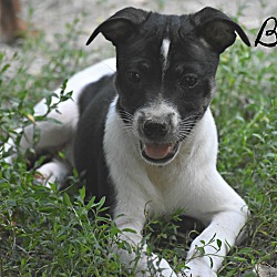 Thumbnail photo of Bozo~adopted! #1