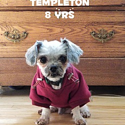 Thumbnail photo of Templeton #2