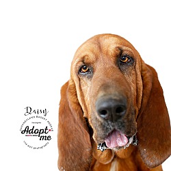 Adopt Me Bloodhound Pet Guide 2023