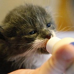 Thumbnail photo of Kittens!!!! #1