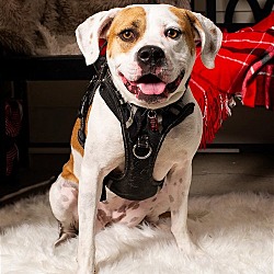 Photo of MARVELOUS MIA