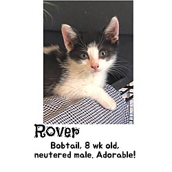 Photo of Rover