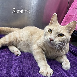 Thumbnail photo of Serafine #2