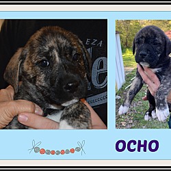 Photo of Ocho in CT