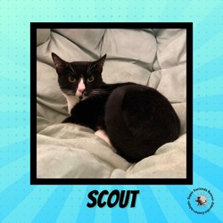 Thumbnail photo of Scout #3