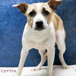 Thumbnail photo of Lyrica #1
