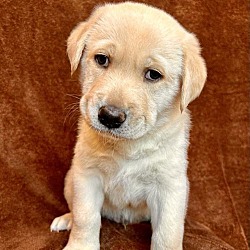 Thumbnail photo of Canela Pup - Romero - Adopted! #2