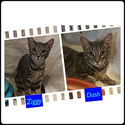 Thumbnail photo of Dash Knight StormyZiggy #2