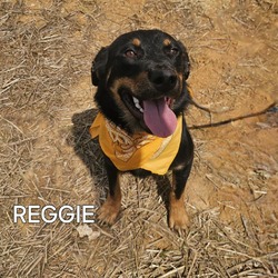 Thumbnail photo of Reggie #3