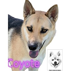 Thumbnail photo of Coyote #2