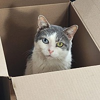 adopt a pet