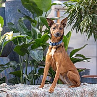 adopt a pet