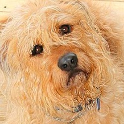 Thumbnail photo of CISCO(OUR "GOLDENDOODLE"-WOW!! #1