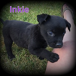 Thumbnail photo of Inkie #2