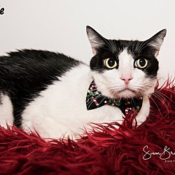 Thumbnail photo of Robbie*LAP CAT!!!! #3