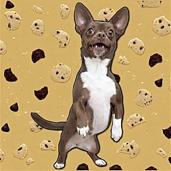 Thumbnail photo of Cookie Dough #1