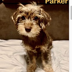 Photo of Parker