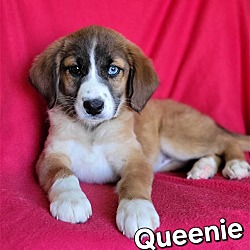Photo of Queenie