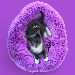 Thumbnail photo of Ashby #1