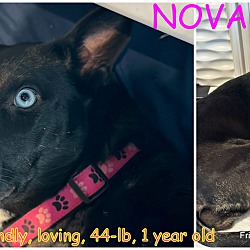 Thumbnail photo of NOVA #1