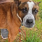 Adopt A Pet :: Lucky - Locust Grove, GA