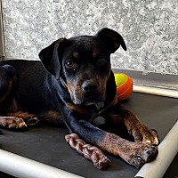 adopt a pet