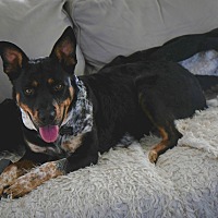 adopt a pet