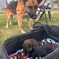adopt a pet