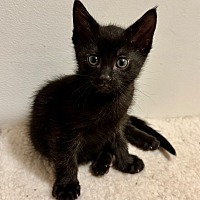 adopt-pet