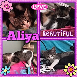 Thumbnail photo of Aliya #3