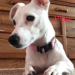 Thumbnail photo of Piper in Sherman, TX #2