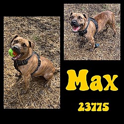 Photo of Maximus - $55 Adoption Fee Special