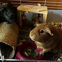 Photo of Pumpkin & Spice GUINEA PIGS