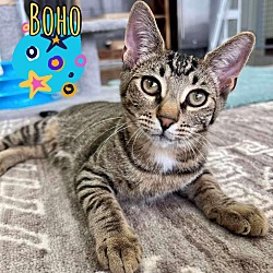 Thumbnail photo of Boho #1