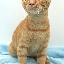 Thumbnail photo of Pumpkin - so purrfect! #2