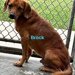 Thumbnail photo of Brock: At the shelter #4