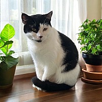 adopt a pet