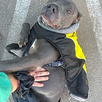 adopt a pet