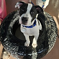 adopt a pet