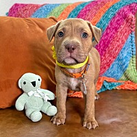 adopt a pet