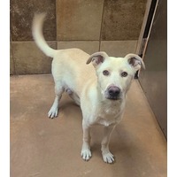adopt-pet