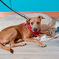 adopt a pet