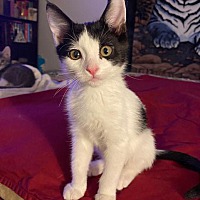 adopt a pet