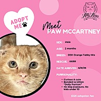 adopt a pet