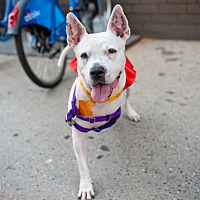 adopt a pet
