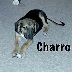 Thumbnail photo of Charro #3