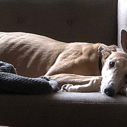 Seattle, WA - Greyhound. Meet Hannah a Pet for Adoption - AdoptaPet.com