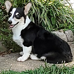 louis corgi