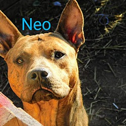 Thumbnail photo of Neo #3