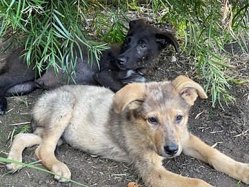 Paso Robles, CA - Australian Kelpie/Catahoula Leopard Dog. Meet Buff a ...